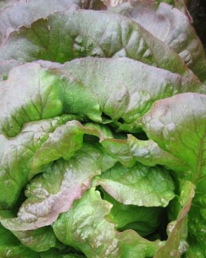 Lettuce Red Cimmaron Romaine