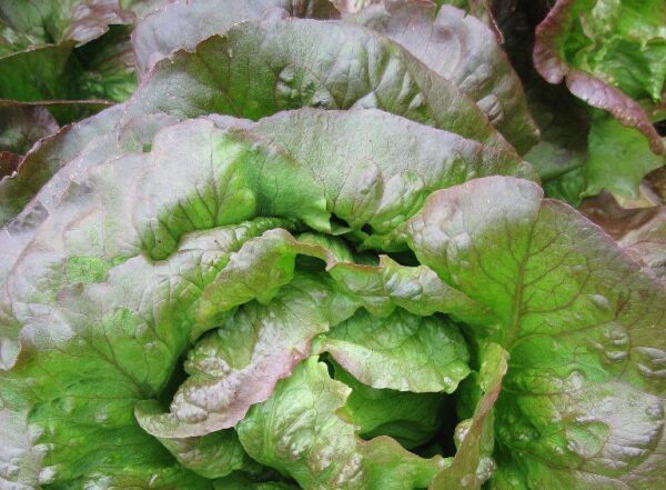 Lettuce Red Cimmaron Romaine