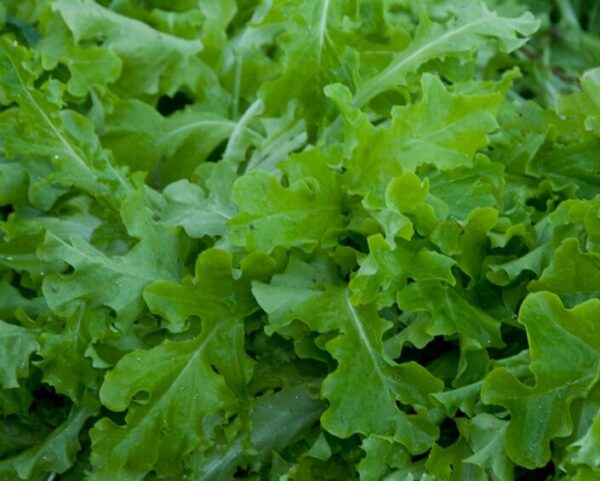 Lettuce Salad Bowl Green