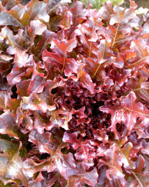 Lettuce Salad Bowl Red