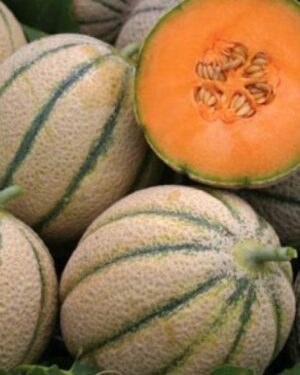 Melon Cantaloupe Retato Degli Ortolani