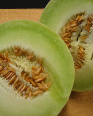 Melon Honeydew