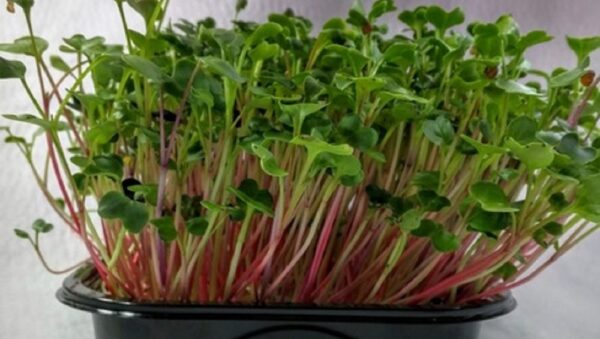 Micro Green Radish RED Coral