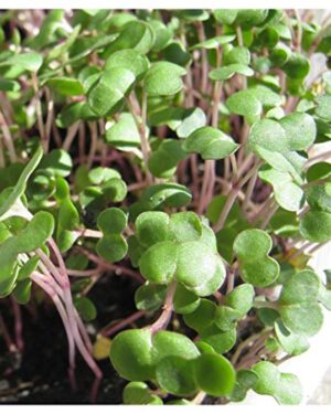 Microgreen/ Sprouting seeds – Kale Red Russian