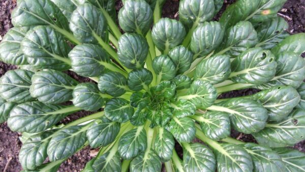 Mustard Tatsoi seeds