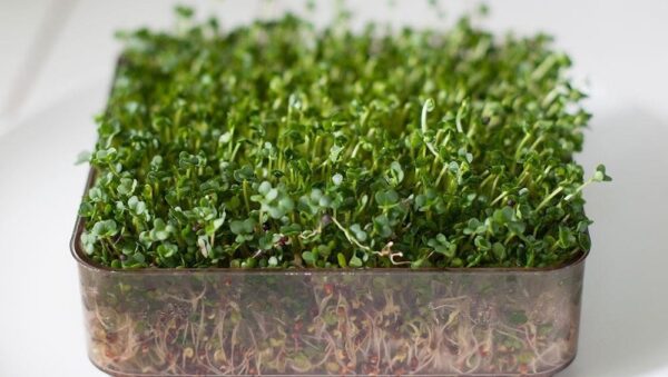 MICRO GREEN SEEDS – BROCCOLI CALABRESE