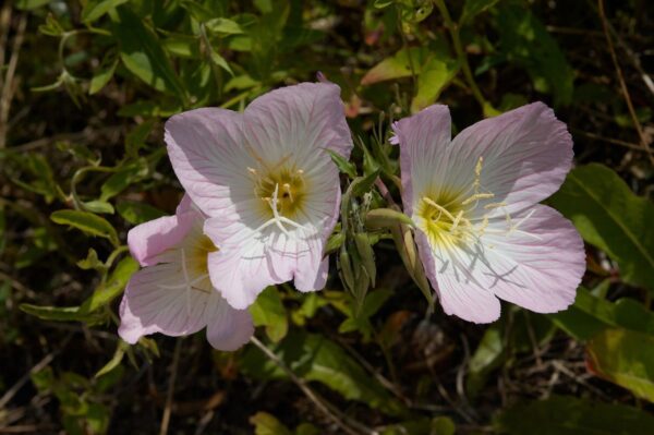 Oenothera Speciosa Evening Primrose 1