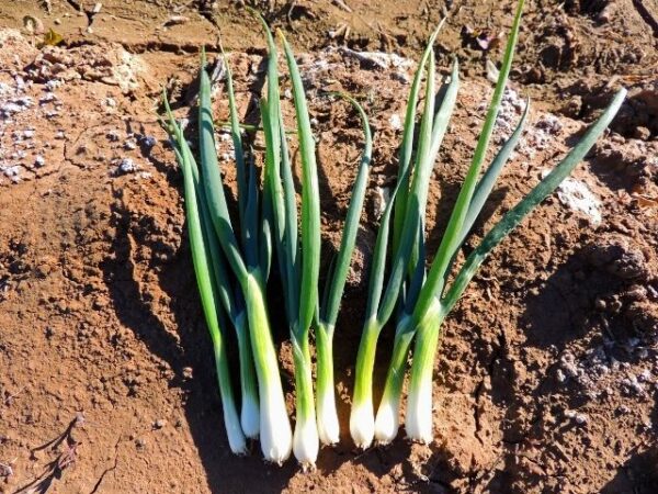 Onion Bunching Tokyo Long White Spring