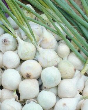 Onion Pickling – Paris Silverskin