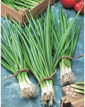 Onion Snow Queen F1 BUNCHING (Spring)