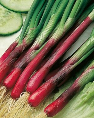 Onion Spring – North Holland Blood Red Redmate