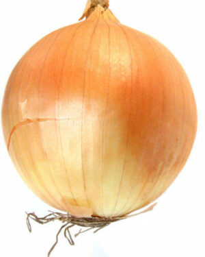 Onion – Ailsa Craig