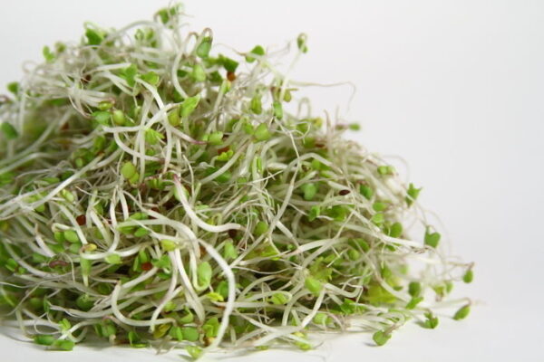 Organic Sprouting Seeds Broccoli (Raab)