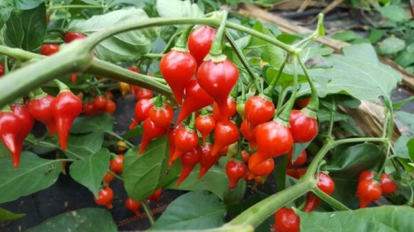 PEPPER HOT BIQUINO RED