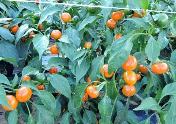 PEPPER HOT – ORANGE KORAL