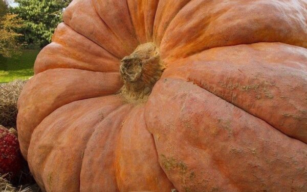 PUMPKIN DILLS ATLANTIC GIANT LARGER SEEDS