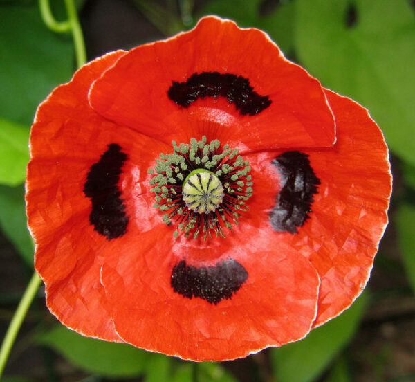 Papaver Commutatum Poppy Ladybird