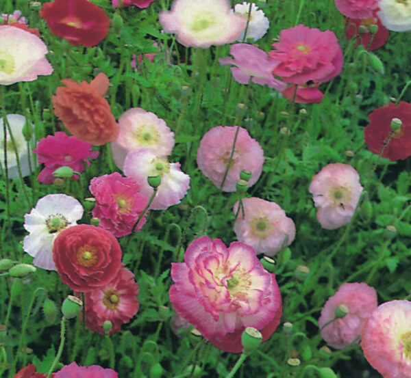 Papaver Double Shirley new