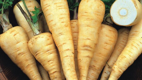 Parsnip Countess F1 Maincrop