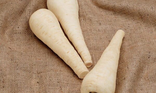 Vibrant Parsnip - Gladiator Seeds