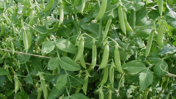 Pea Kelvedon Wonder Early And Main Crop