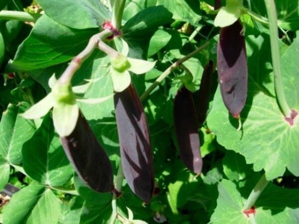 Pea Purple Mangetout Snow Pea Shiraz