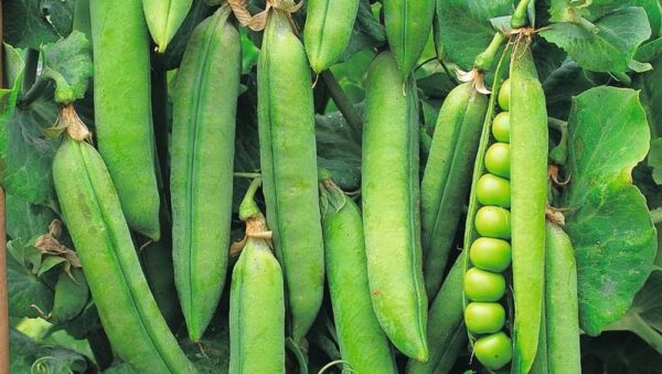 Pea Rondo seeds