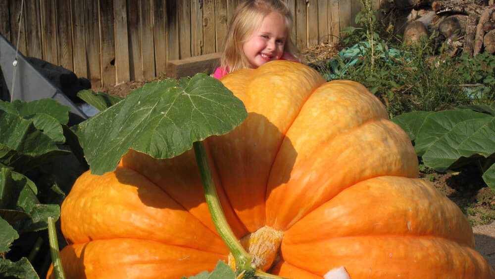Pumpkin – Dills Atlantic Giant