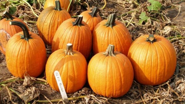 Pumpkin Howden seeds