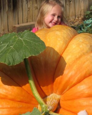 Pumpkin – Dills Atlantic Giant