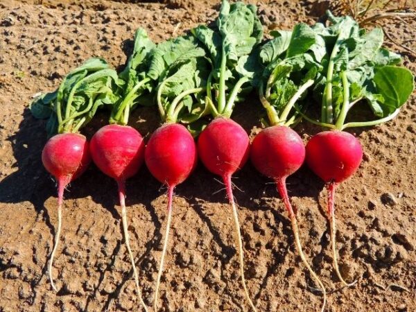 Radish Crimson Giant