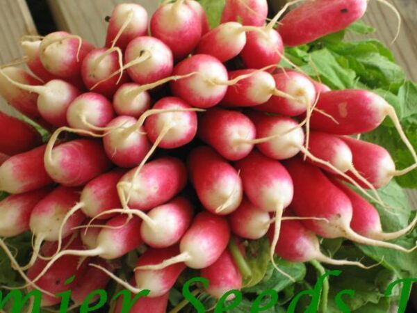 Radish French Breakfast 2 Organic