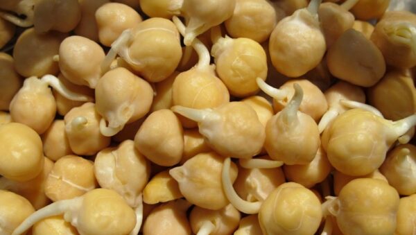 SPROUTING CHICK PEA VEGETABLE