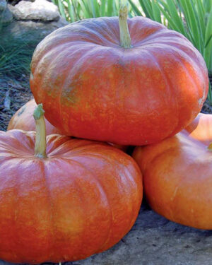 Squash – Pumpkin Rouge Vif D Etampes