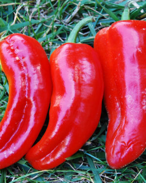 Sweet Pepper Marconi Red