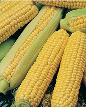 Sweetcorn Early Extra Sweet Northen F1