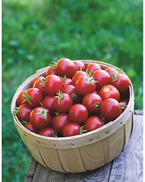 Tomato Cherry Baby Boomer F1