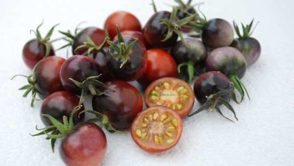 Tomato Cherry Indigo Blue Berries