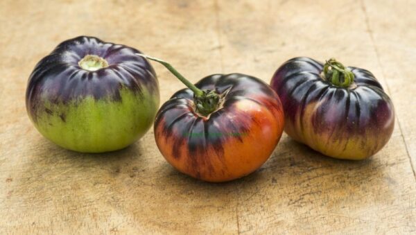 Tomato Indigo Blue Beauty