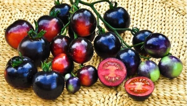 Tomato Indigo Rose