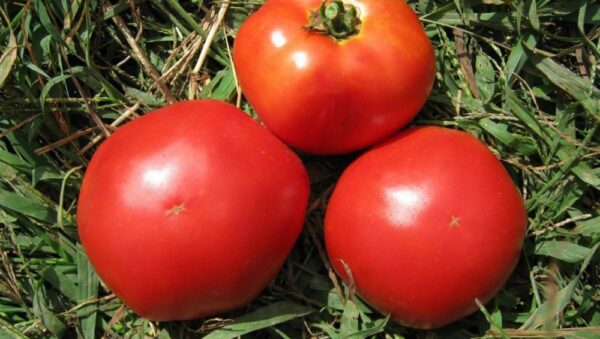 Tomato Marglobe