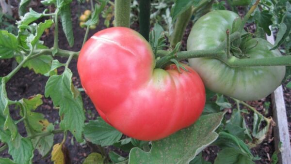 Tomato Ponderosa Pink new