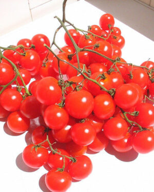 Tomato Riesentraube Cherry