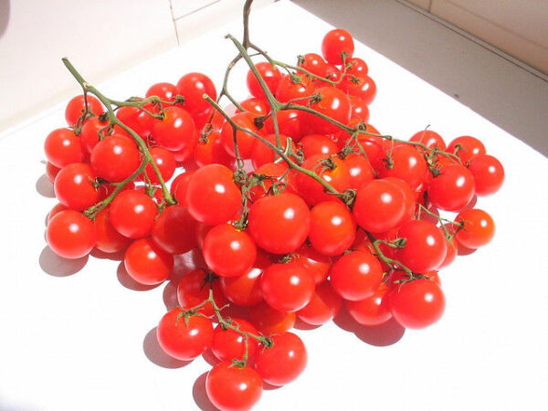 Tomato Riesentraube Cherry