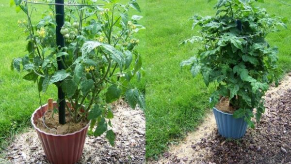 Tomato – Gartenperle