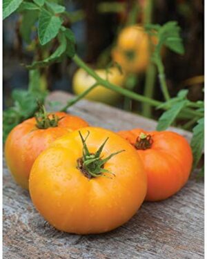 Tomato – Orange WELLINGTION