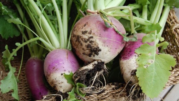 Turnip Purple Top White Globe