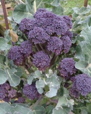 Broccoli Rudolph for Quick and Abundant Sprouting