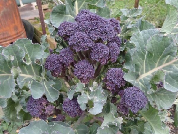 Broccoli Rudolph for Quick and Abundant Sprouting