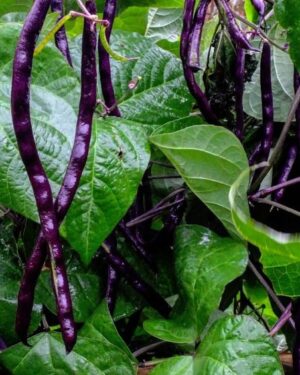 Organic Climbing French Purple Bean (Blauhilde)